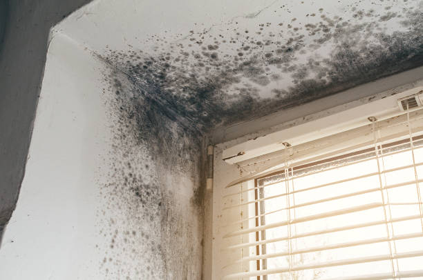 Affordable Black Mold Remediation solutions in Riverside, MD